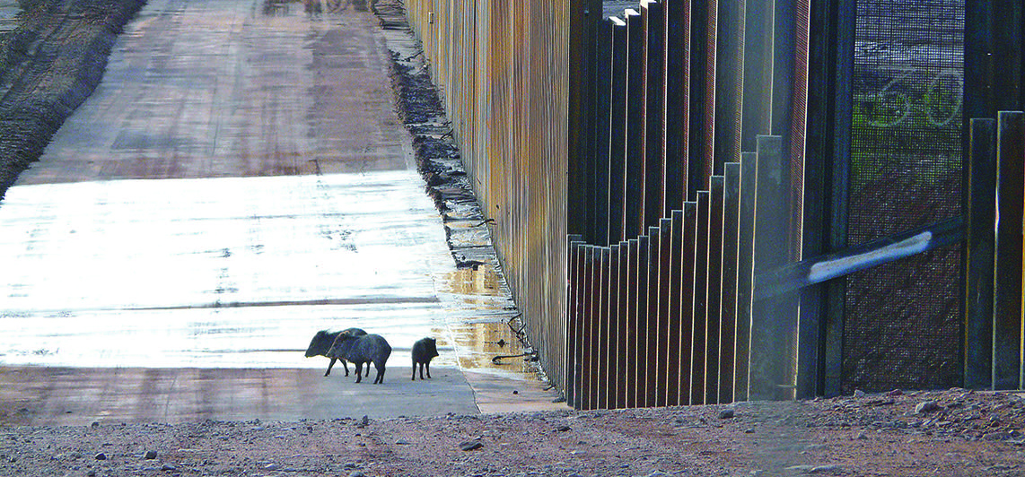 Wildlife along the US-Mexico border wall