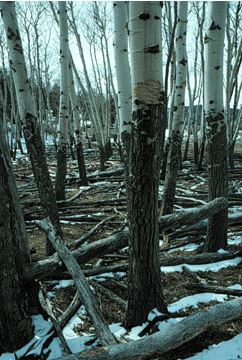 Mature aspen showing bark stripped by elk near Mammoth Hot Springs in Yellowstone National Park