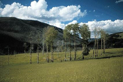 A declining aspen stand in the Lamar River Valley of Northern Yellowstone National Park