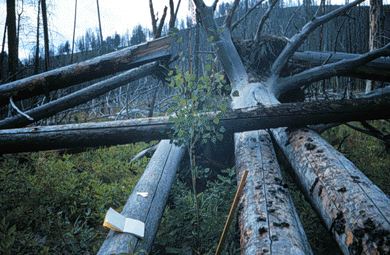 Young aspen protected by coarse woody debris resulting from the 1988 fires in Yellowstone