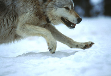 Wolf close-up