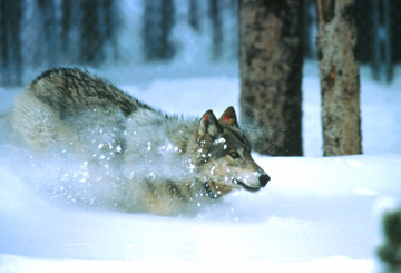 Wolf in snow